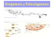 ovogenesis y foliculogenesis