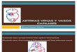 Arterias Venas y Vasos Capilares