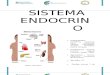 Sistema Endocrino Sec 1