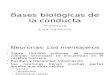 Psicologia Bases Biologica Clase 3
