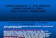 Organos y Tejidos Linfoides Del Sistema Inmune - Copia