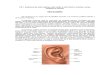 Oído, Sistema nervioso simpático y Parasimpático