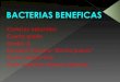 Bacterias Beneficas