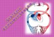 Sitema Cardiovascular embriologia