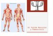 El Tejido Muscular y Homeostasis (2)