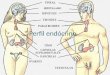 Perfil endocrino