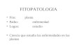 1 Lafitopatologia cap1