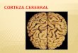 Corteza Cerebral Exposicion