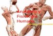 Anatomia Humana IV Clase Upt