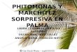 Phitomonas y Marchitez Sorpresiva en Palma