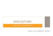 Presentacion Avicultura - Gallina Ponedora