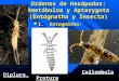 Chapter 17 Ametabolos and Ephemeroptera