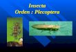 Chapter 22 Plecoptera_Embiidina