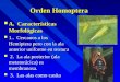 Chapter 26 Orden Homoptera