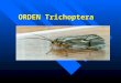 Chapter 32 ORDEN Trichoptera & Lepidoptera