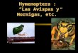Chapter 33 Hymenoptera