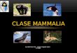 Clase Mammalia Diapositivas