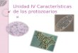 IAUnidad IV Características de los protozoarios
