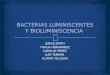 Bacterias Luminiscentes y Bioluminiscencia