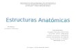 Estructura Anatómica del Bovino