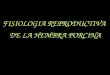 Fisiología reproductiva porcina 2.ppt