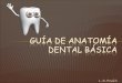 Guía de Anatomía dental Básica