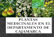 Plantas Medicinales en El Departamento de Cajamarca