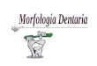 Morfologia Dental