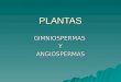 Plantas Gimnospermas y Angiospermas 1231876195250697 3 (1)