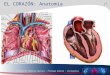diapos cardiopatologia
