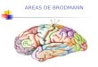 7291309 Areas de Brodmann