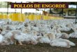 Pollos De Engorde..ppt