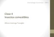 Clase 4 Insectos Comestibles