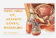 Patología Genital Masculino - Dra. Wendy