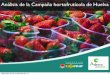 Informe Campaña Huelva 2011