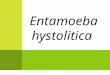 Entamoeba Hysolitica