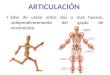Articulacion y musculo