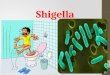 Shigella-infectologia 2013