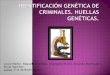 Identificación Genética de Criminales. Huella GenéTica