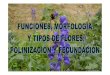 Funciones morfologia y tipos de flores-polinizacion