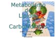 metabolismo de lípidos e hidratos de carbonoo