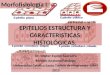 Epitelios estructura y caracteristicas histológicas i
