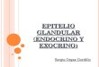 Epitelio glandular (endocrino y exocrino)