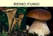 Reino fungi generalidades