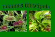 Dionaea muscipula por Luis Ferrer