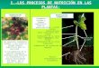 Presentación ud11 La nutrición de las plantas