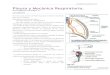 Anatomia Pleura y Mecanica Respiratoria