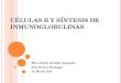 Células b y síntesis de inmunoglobulinas