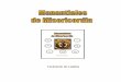 MANANTIALES DE MISERICORDIA - ANE