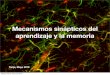 Mecanismos sinápticos del aprendizaje y la memoria